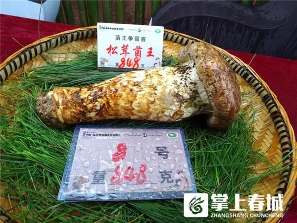 848克松茸以6.8万元拍出！楚雄南华“十大菌王”诞生