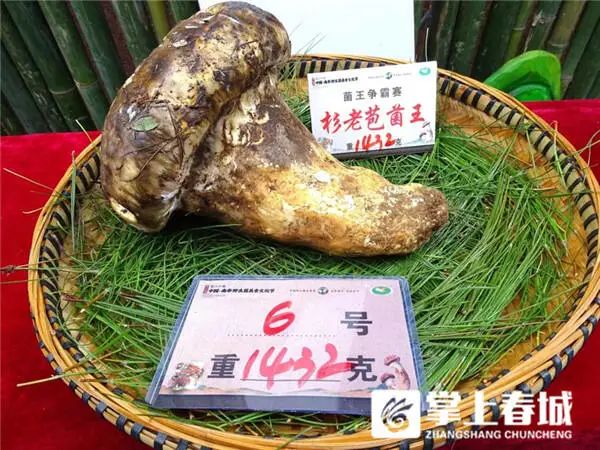 848克松茸以6.8万元拍出！楚雄南华“十大菌王”诞生