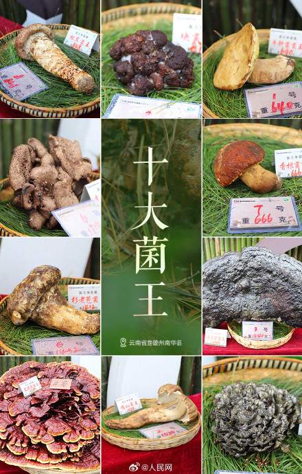 云南848克松茸菌王拍出6.8万元