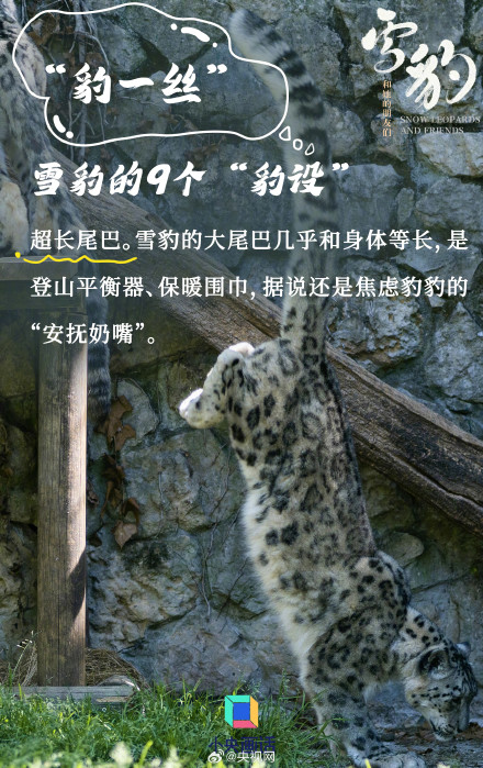 雪豹是豹属唯一的嘤嘤怪 雪豹是豹属唯一的嘤嘤怪