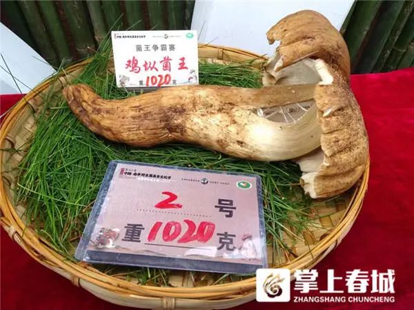 848克松茸以6.8万元拍出！楚雄南华“十大菌王”诞生
