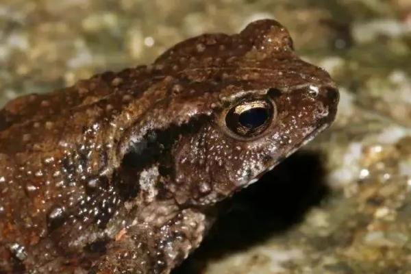 广东发现全新物种! 广东发现全新物种!