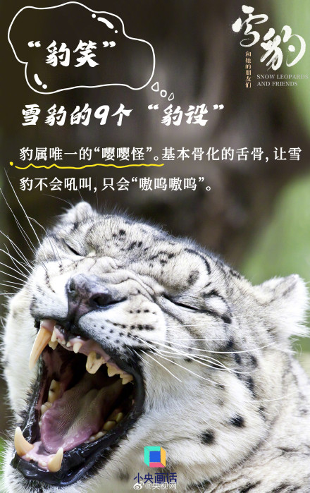 雪豹是豹属唯一的嘤嘤怪 雪豹是豹属唯一的嘤嘤怪