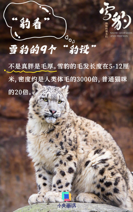 雪豹是豹属唯一的嘤嘤怪 雪豹是豹属唯一的嘤嘤怪