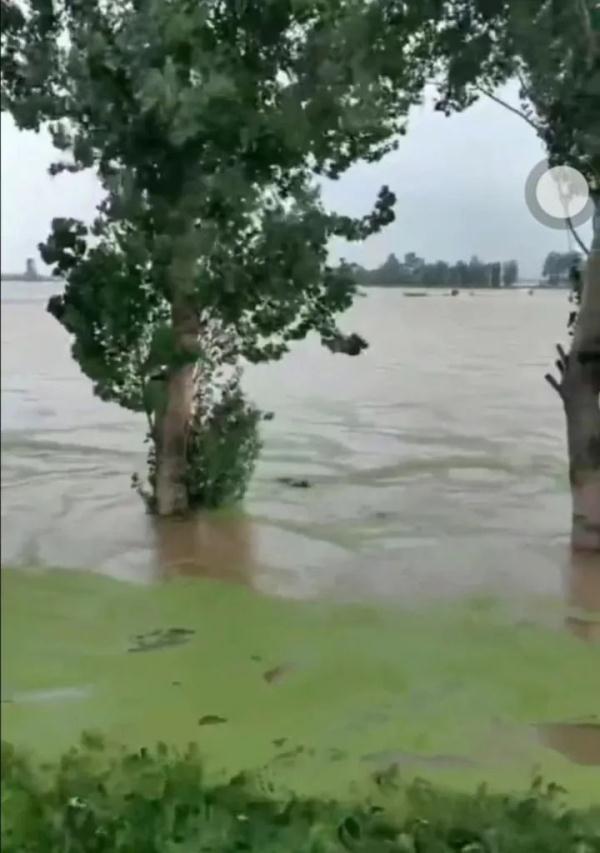警惕！黑龙江4条江河洪水形成，五常大米产地遭侵袭，“稻田都看不见了”……