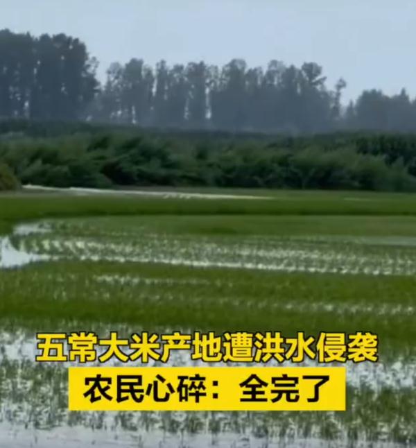 警惕！黑龙江4条江河洪水形成，五常大米产地遭侵袭，“稻田都看不见了”……
