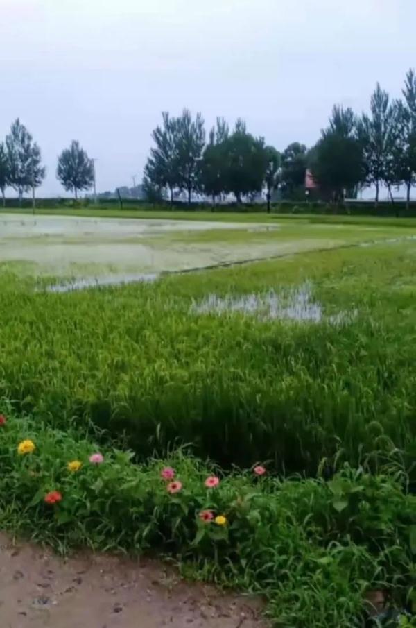 警惕！黑龙江4条江河洪水形成，五常大米产地遭侵袭，“稻田都看不见了”……