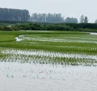 1人遇难，4人失联！稻田受损严重！东北多地洪水已形成