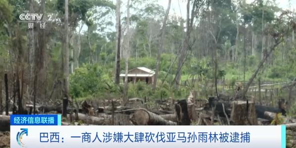 巴西一商人涉嫌大肆砍伐亚马孙雨林被捕
