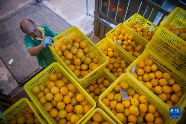 高质量发展调研行丨湖北秭归:夏橙进入销售高峰 高质量发展调研行丨湖北秭归:夏橙进入销售高峰