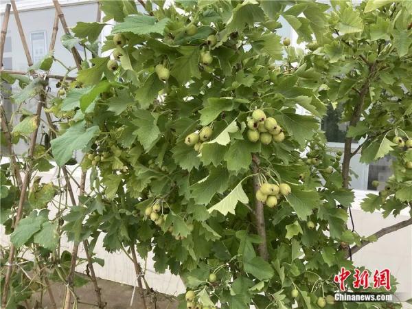 战友追忆冯振：“我被推到安全区，他却不见了……”