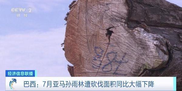 巴西一商人涉嫌大肆砍伐亚马孙雨林被捕