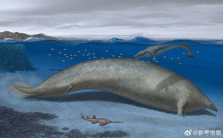 古代巨鲸或为已知最重动物