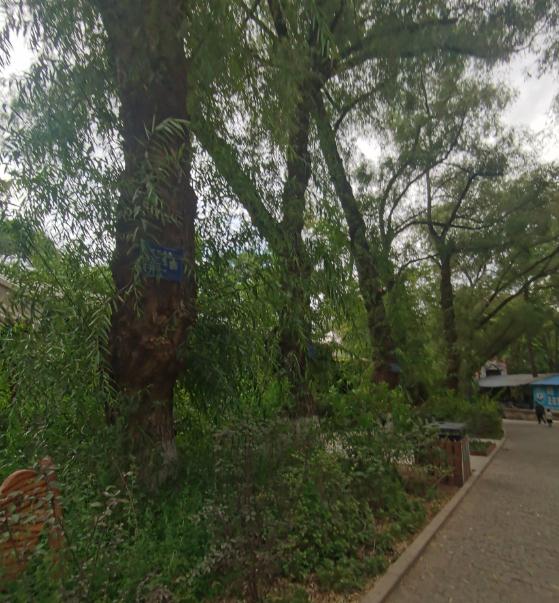 兰州市669棵树木被列为古树名木“后备军”