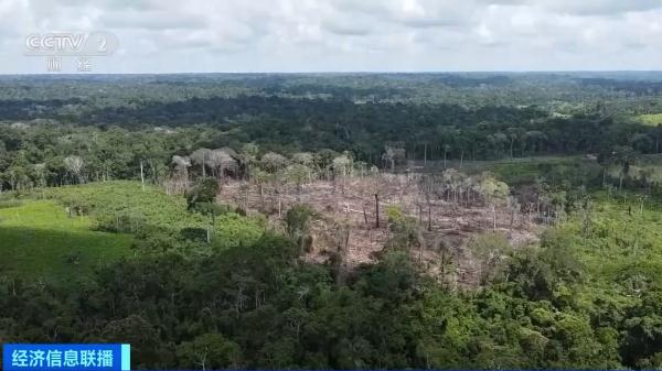 巴西一商人涉嫌大肆砍伐亚马孙雨林被捕
