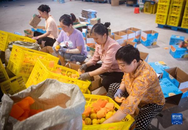 高质量发展调研行丨湖北秭归:夏橙进入销售高峰 高质量发展调研行丨湖北秭归:夏橙进入销售高峰