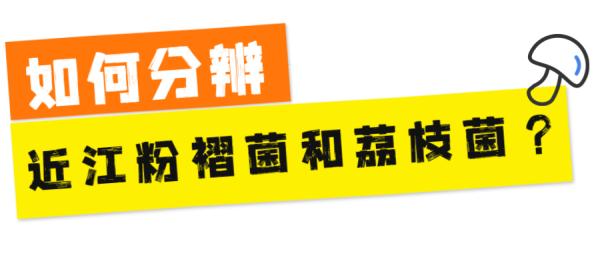 一盘“冒牌”荔枝菌，放倒两个人！