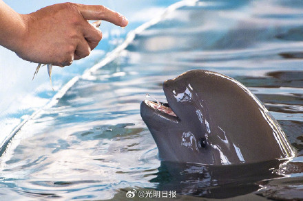 镜头中的长江江豚守护者