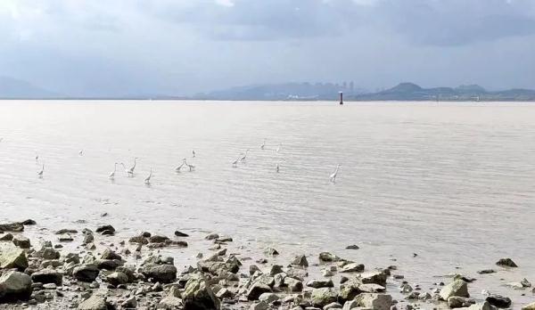 深圳湾“干涸”了？真相原来是……