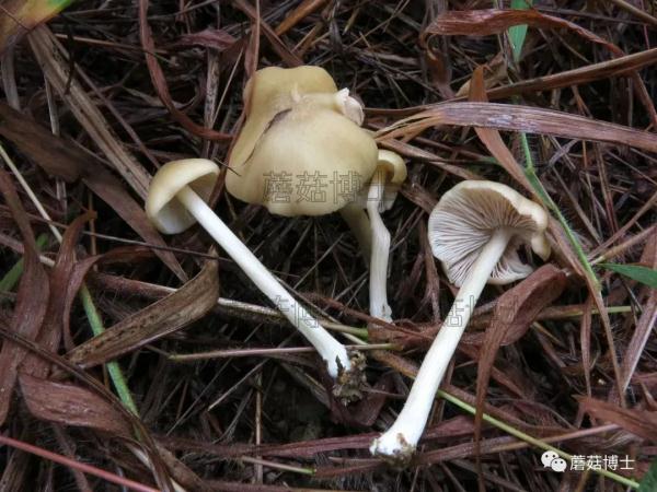 一盘“冒牌”荔枝菌，放倒两个人！