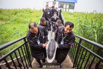 镜头中的长江江豚守护者