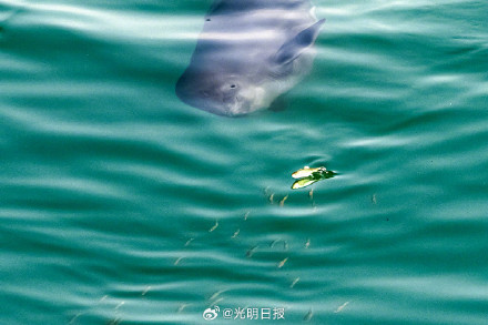 镜头中的长江江豚守护者