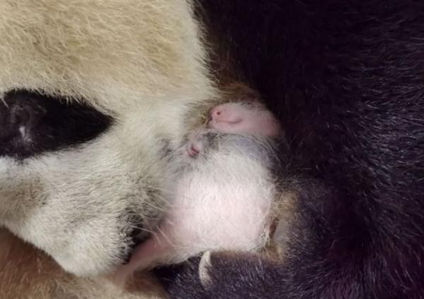 重庆动物园出生体重最重的大熊猫满月啦！