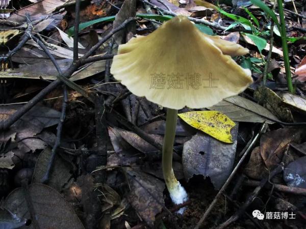 一盘“冒牌”荔枝菌，放倒两个人！