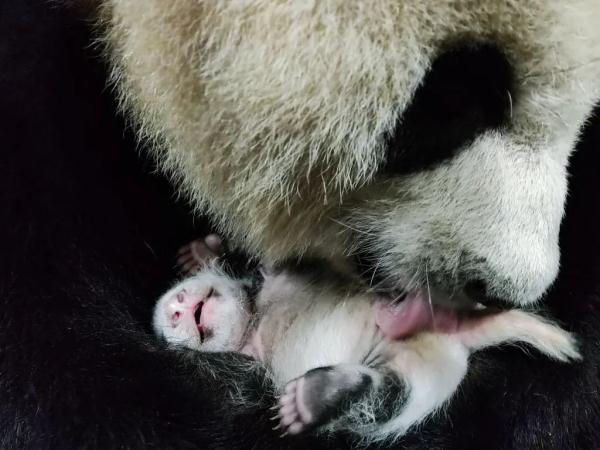 嘤嘤嘤~重庆动物园大熊猫家族新丁满月啦 嘤嘤嘤~重庆动物园大熊猫家族新丁满月啦