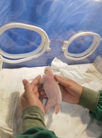 重庆动物园出生体重最重的大熊猫满月啦！