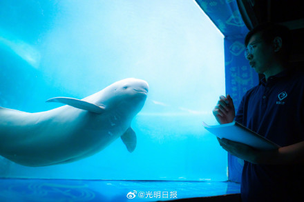 镜头中的长江江豚守护者