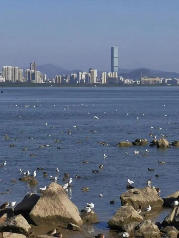 深圳湾“干涸”了？真相原来是……