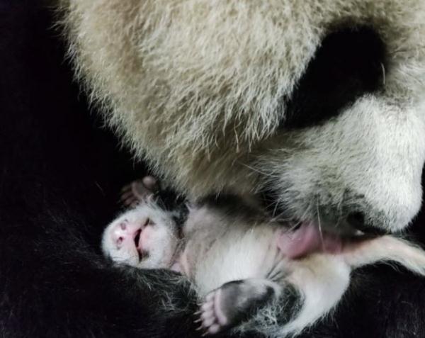 重庆动物园出生体重最重的大熊猫满月啦！