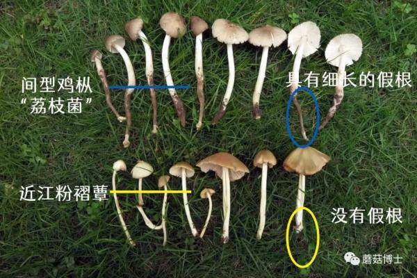 一盘“冒牌”荔枝菌，放倒两个人！