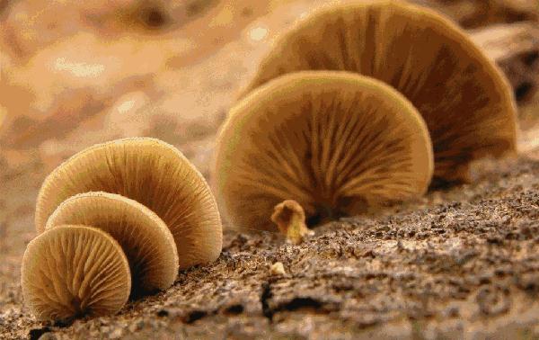 一盘“冒牌”荔枝菌，放倒两个人！