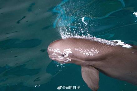 镜头中的长江江豚守护者