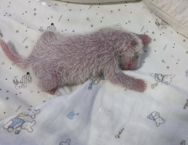 重庆动物园出生体重最重的大熊猫满月啦！