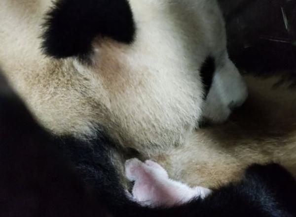 重庆动物园出生体重最重的大熊猫满月啦！