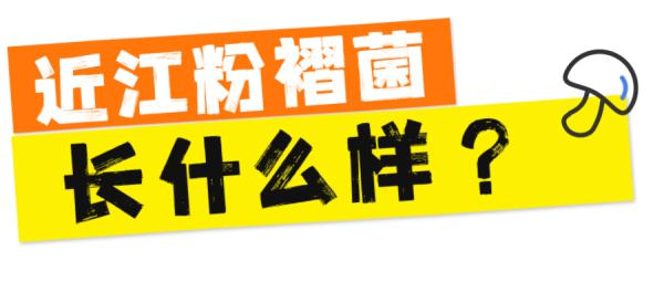 一盘“冒牌”荔枝菌，放倒两个人！