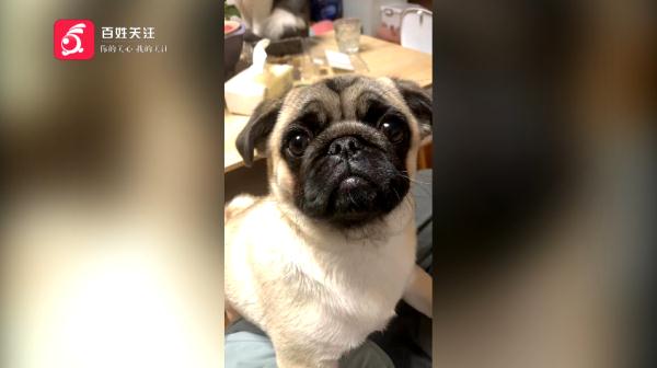 女子带爱宠绝育，结果竟成绝命！医院：确实不清楚