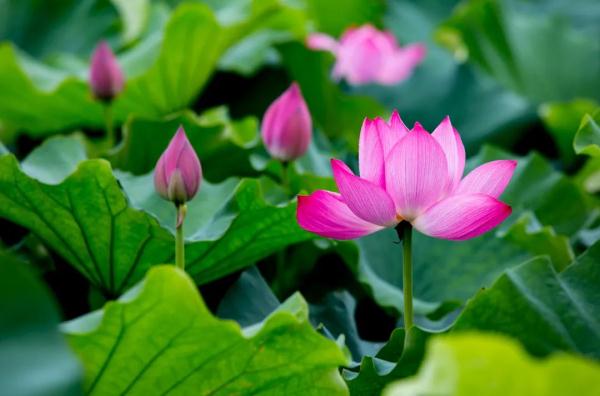 【实用知识】夏季养生必食荷花，推荐这些食疗方