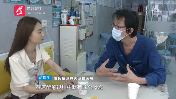 女子带爱宠绝育，结果竟成绝命！医院：确实不清楚