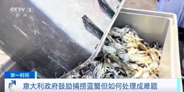 外来物种入侵!这一物种遭毁灭性打击! 外来物种入侵!这一物种遭毁灭性打击!