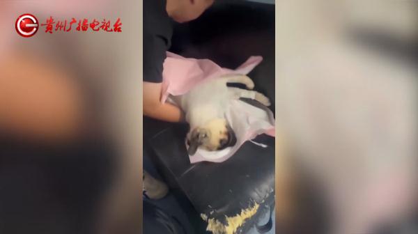 女子带爱宠绝育，结果竟成绝命！医院：确实不清楚