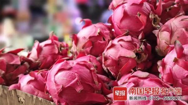 1元1个！广西人实现火龙果自由，“现在最便宜”