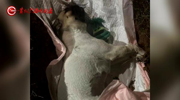 女子带爱宠绝育，结果竟成绝命！医院：确实不清楚