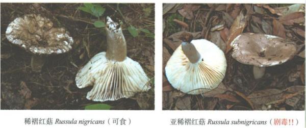 一锅野生蘑菇汤，男子把自己吃进了ICU！专家：野外的蘑菇不要采，不要吃