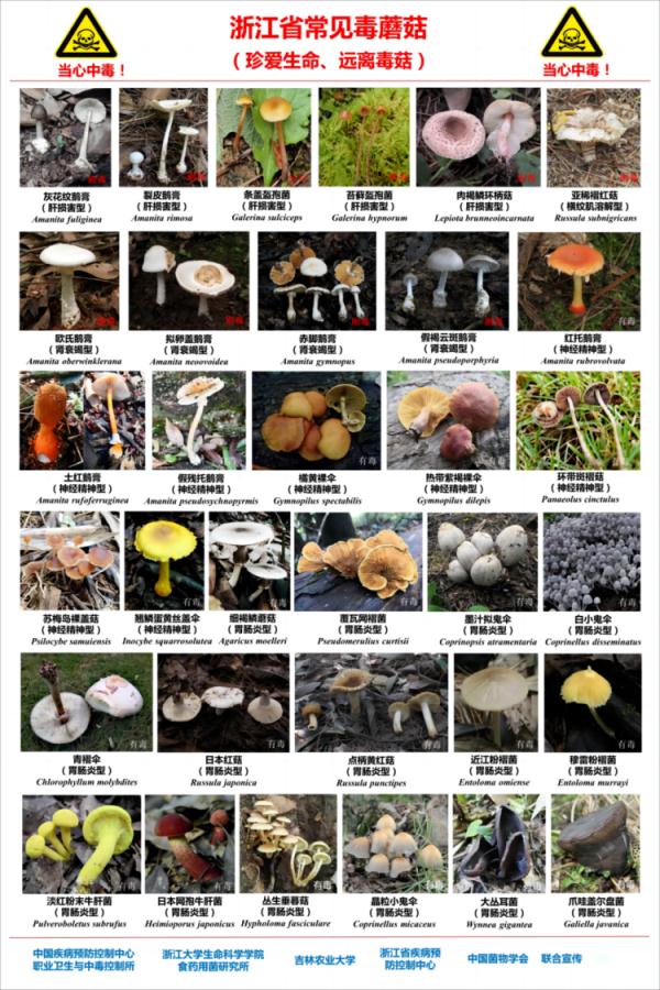 一锅野生蘑菇汤，男子把自己吃进了ICU！专家：野外的蘑菇不要采，不要吃