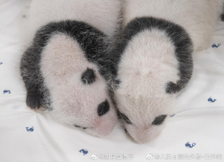 太可爱了！福宝的双胞胎妹妹满月照曝光 老二吐舌头卖萌