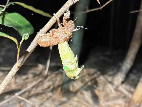 260元一斤!这种虫身价暴涨,好吃还能入药! 260元一斤!这种虫身价暴涨,好吃还能入药!